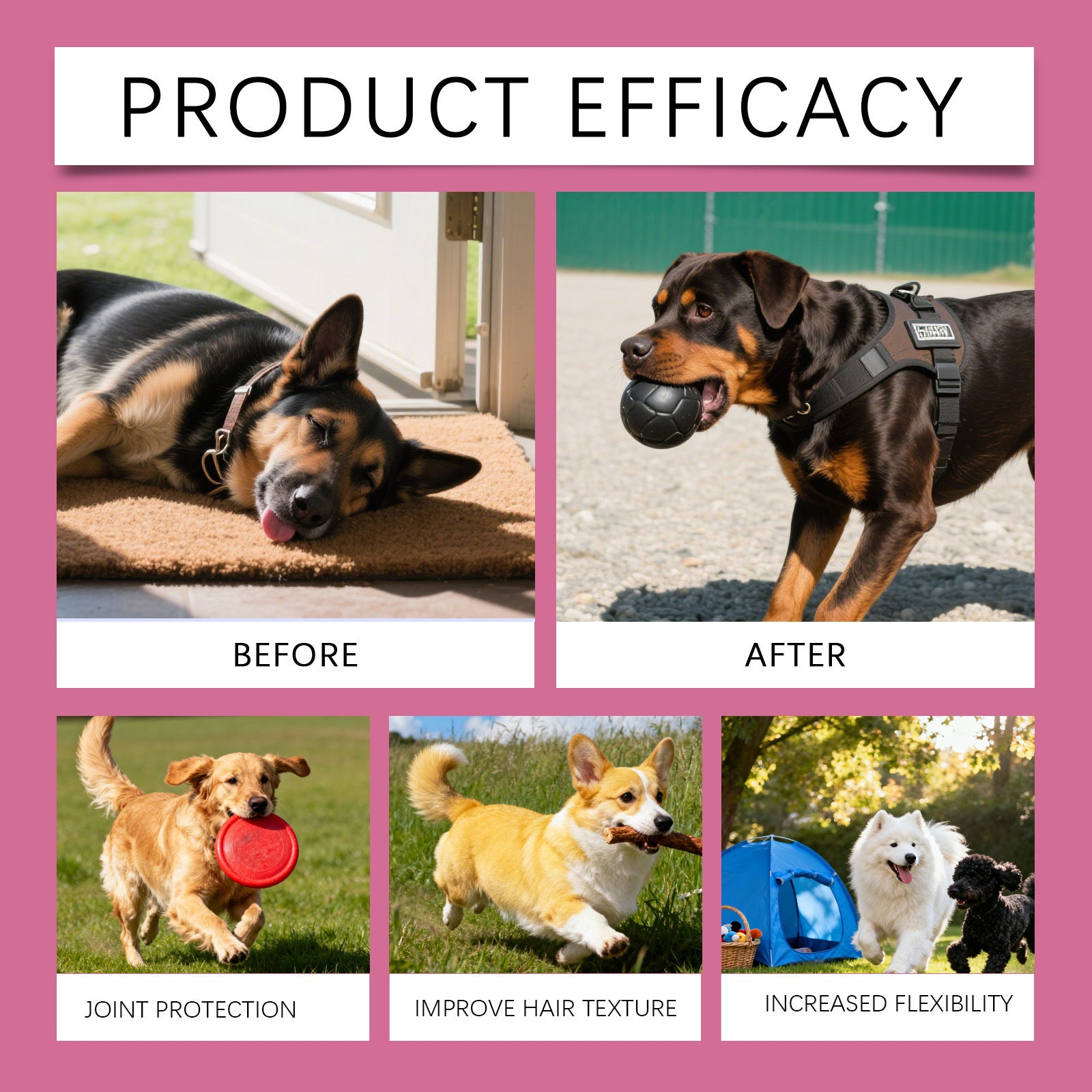 Petova dog collagen drops lifestyle