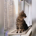 Cat window perch hammock