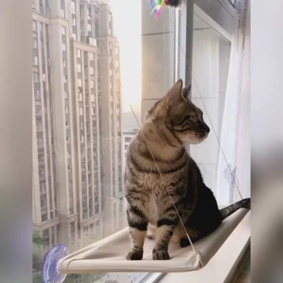 Cat window perch hammock