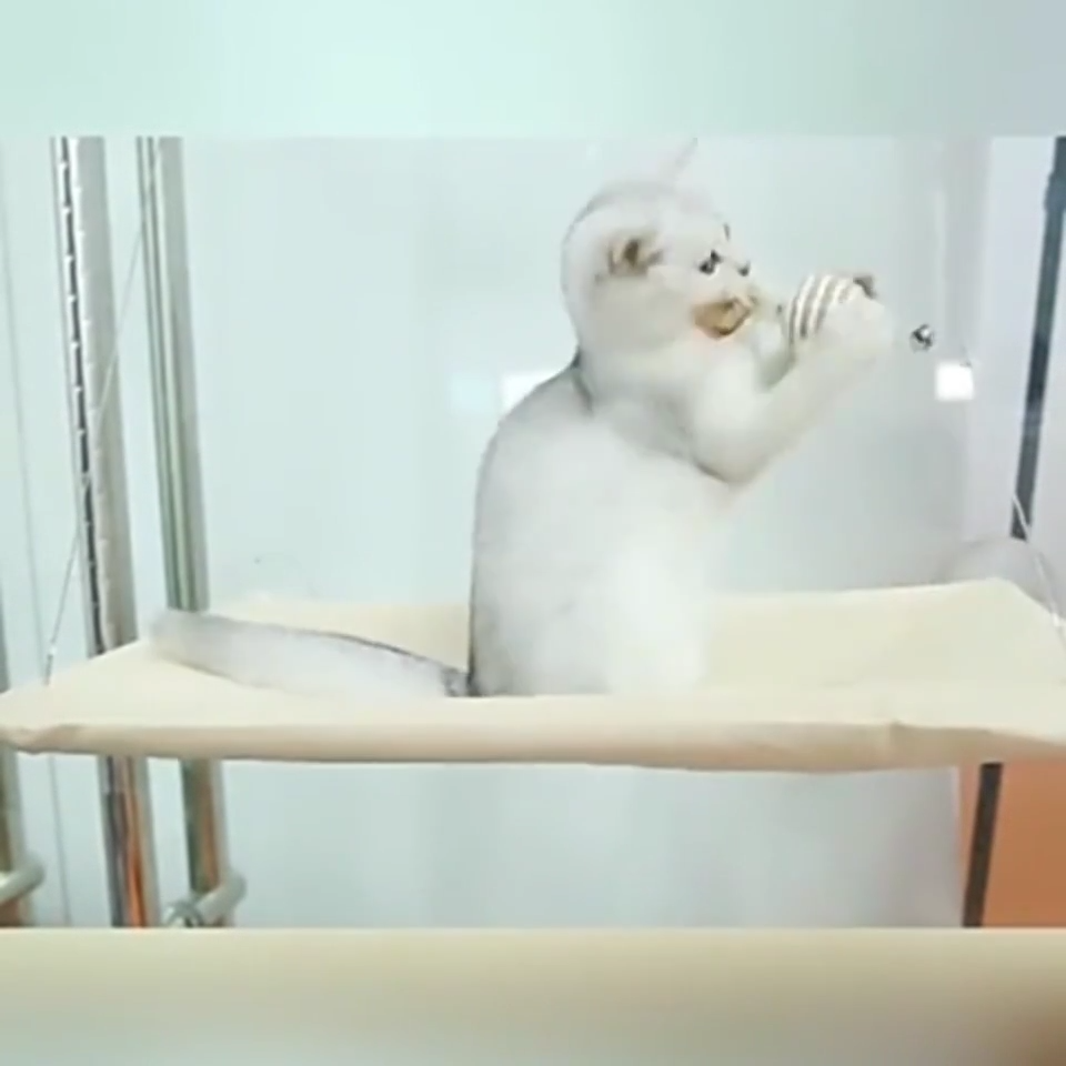 Cat window perch hammock
